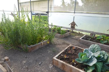 Yapraklı yeşillikler ve savoy lahanaları yükseltilmiş bahçe yataklarında duvarında böcek oteli olan bir seranın içinde yetişiyor.