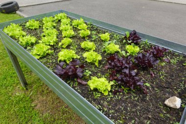 Metal bir bahçe yatağında yetişen taze marul, kentsel bahçecilik, sağlıklı beslenme ve sürdürülebilir yaşam kavramlarını destekliyor.