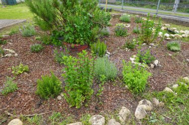 Aromatik otlar sürdürülebilir bir bahçede sergilenir, naneli, lavantalı ve biberiyeli ağaç kırıntıları arasında yetişir ve ekici olarak kullanılan geri dönüşümlü bir lastiğe sahiptir.