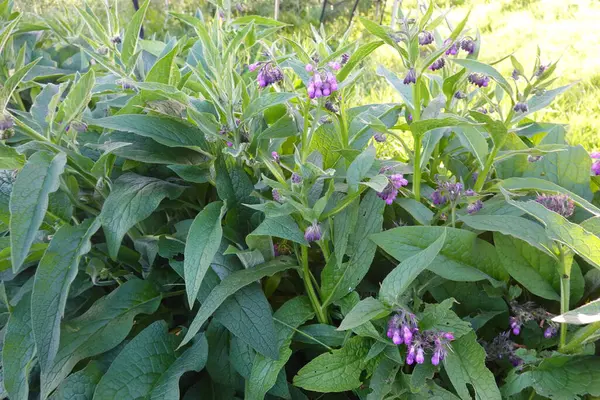 Kozalaklı bitkiler, canlı mor çiçekler ve yemyeşil yapraklar sergileyerek bir bahçe ortamında gelişir.