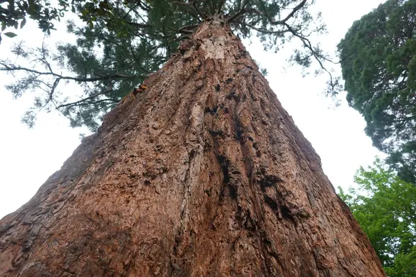 Düşük açılı perspektif dev bir sekoya ağacı yakalıyor gökyüzüne doğru heybetli bir şekilde yükseliyor, doğanın inanılmaz güzelliğini ve gücünü gösteriyor.