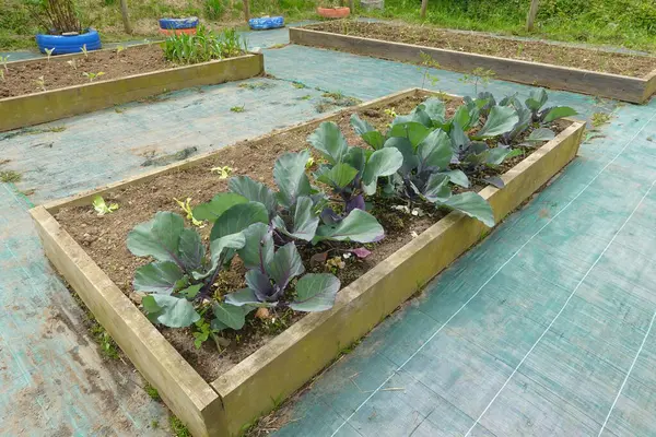 Ot kontrol kumaşıyla kaplı yükseltilmiş ahşap yataklarda yetişen kırmızı lahana ve marul bitkileriyle eğitim veren sebze bahçesi.