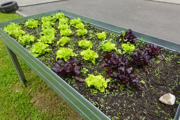 Metal bir bahçe yatağında yetişen taze marul, kentsel bahçecilik, sağlıklı beslenme ve sürdürülebilir yaşam kavramlarını destekliyor.