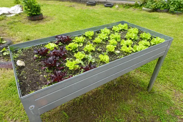 Yükselmiş bir bahçe yatağında yetişen taze yeşil ve kırmızı marul sağlıklı yeme alışkanlıklarını ve bir okulda açık hava eğitimini teşvik eder.