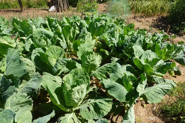 Yapraklı yeşil karalahana bitkileri sıcak güneşin altında kurak topraklarda gelişiyor, yaz günlerinde canlı bir halk bahçesinde gelişiyorlar.