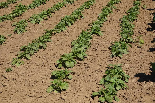 Bereketli yeşil patates bitkileri bereketli bir tarlada düzenli olarak gelişerek yaz güneşi altında bereketli bir hasat vaat ediyorlar.