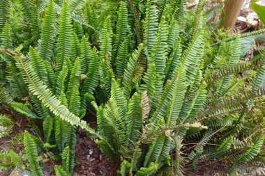 Bereketli yeşil eğreltiotu yaprakları bir bahçe ortamında gelişir ve doğal güzelliğin canlı bir zeminini oluşturur.
