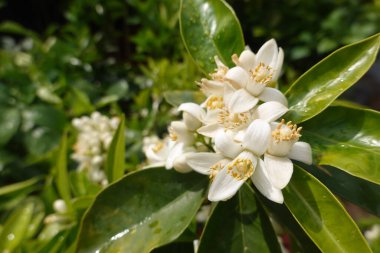 Narin beyaz portakal çiçeklerinin yakın plan çekimi narin yeşil yaprakların arasında çiçek açarak narenciye ağacının özünü yakalıyor.