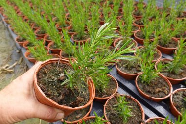 Diğer bitkilerle çevrili bir seranın içinde ya da bitki yetiştirme tesisinde büyüyen küçük bir biberiye bitkisinin elini tutmak.