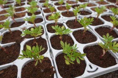 Tohum tepsisinde yetişen kadife çiçekleri daha büyük saksılara ya da bahçe yataklarına nakledilmeye hazırdır.