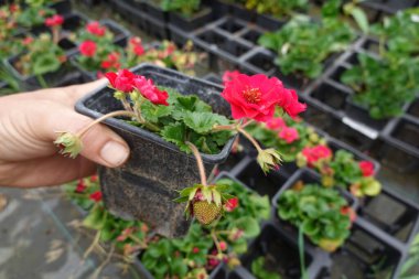 Elinde çiçek açan kırmızı bir saksıyla el ele tutuşarak, canlı çiçekleri ve gelişen meyveleri çocuk odası ortamında diğer bitkilerin bir zeminine karşı gösteriyor.