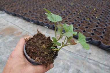Bahçıvan elinde tatlı bir patates tohumu tutuyor, ekime hazır, diğer tohumlar da arka planda.