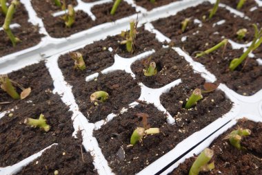 Gül kesimleri tohum tepsilerinde gelişiyor, yeni gül çalılarını beslemek ve canlı bahçe büyümesini desteklemek için yayılma yöntemini kullanıyor.