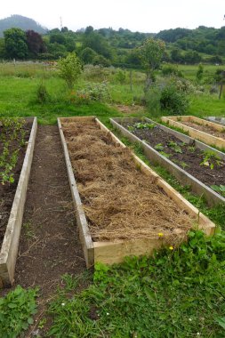 Ot bastırmak için samanla kaplanmış yükseltilmiş bahçe yatakları sürdürülebilir bir bahçede sağlıklı bitki büyümesi ve su korunmasını teşvik ediyor.