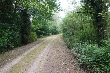 Sakin toprak yol sık bir ormanda esiyor, keşfi ve doğaya barışçıl bir yolculuğu davet ediyor.