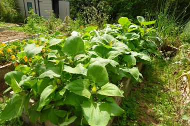 Yeşillik yeşil yat bitkileri yükseltilmiş bir bahçe yatağında büyür, canlı yapraklarını sergiler ve bereketli bir hasat vaat ederler.