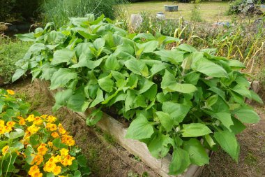 Yeşilli yat bitkileri, canlı yeşil yapraklarını ve sağlıklı büyümelerini sergileyerek, yükseltilmiş bir bahçe yatağında gelişir.