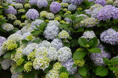 Çiçek açan ortanca çiçekleri bir bahçeyi canlı pastel renklerle doldurur. Doğanın güzelliğini kutlayan huzurlu ve sakin bir atmosfer yaratır.