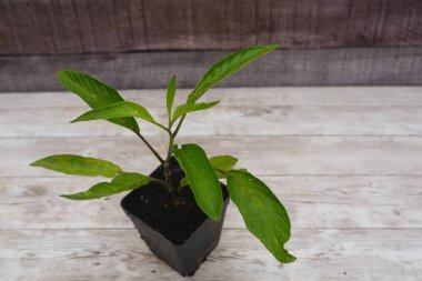 Siyah plastik bir kazanda, koyu ahşap arka planda, açık tahta bir yüzeye yerleştirilmiş genç bir pepino dulce bitkisinin yakın çekimi.