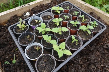 Yacon fideleri küçük saksılarda büyüyor. Toprakla dolu, nakledilmeye hazır daha büyük bir kabın içine yerleştiriliyor.