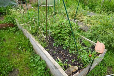 Baharda yabani otlar ve ölü bitkilerle dolu bakımsız yetiştirilmiş bahçe yatakları, bahçe ve bakım ihtiyacını gösteriyor.