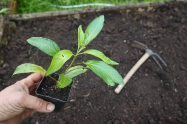 Bahçıvan elinde kavunlu armut tohumu tutuyor, hayat ve büyümeyle dolu canlı bir bahçeye ekmeye hazırlanıyor.