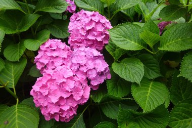 Bahçede açan pembe ortanca çiçeklerinin yakın çekimi, yemyeşil yapraklarla çevrili, doğanın canlı ve renkli güzelliğini gözler önüne seriyor.