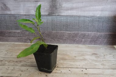 Küçük pepino armut bitkisi, ahşap bir yüzey üzerinde siyah bir tencerede yetişiyor, bahçeye saksı dikmeye ya da saksı dikmeye hazır.