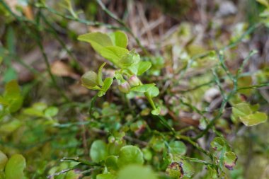 Doğal bir ormanda yemyeşil yaprakların arasında yetişen küçük, narin çiçek tomurcukları olan yabanmersini bitkisine yakın plan.