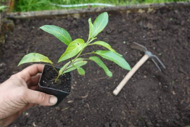 Bahçıvan elinde yeni sürülmüş toprağa ekilmeye hazır bir karpuz armut tohumu tutuyor.