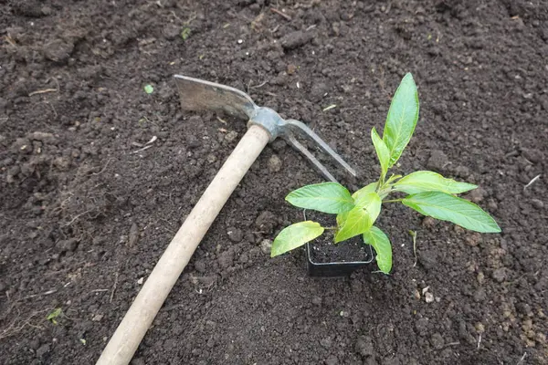 Bahçede yeni büyüyen bir çapa kullanarak toprağa ekilmeyi bekleyen küçük armut tohumu.