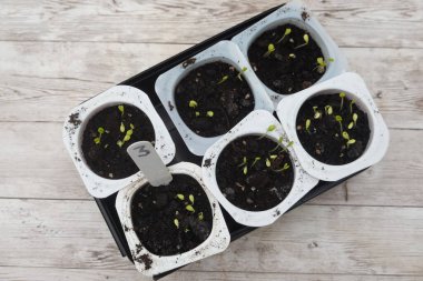 Geri dönüşümlü yoğurt tencerelerinde filizlenen küçük filizler, sürdürülebilir bahçıvanlık uygulamalarını gösteren ahşap bir masaya yerleştirilmiş.