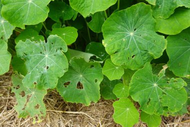 Büyük, yuvarlak nasturtiyum yaprakları böcek besleme kaynaklı delikleri sergiliyor, bahçe ortamındaki zararlı maddeleri vurguluyor