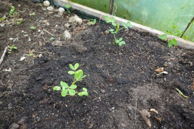 Küçük yer fıstığı bitkileri, bir sera bahçesi yatağının içinde, koyu verimli topraklarda yetişiyor ve sağlıklı bir hasat vaat ediyor.