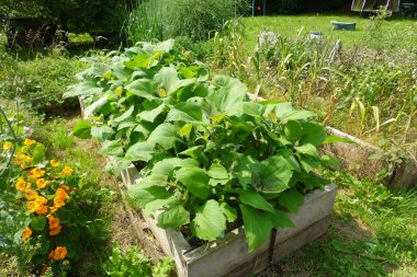 Yeşilli yat bitkileri, canlı yeşil yapraklarını ve sağlıklı büyümelerini sergileyerek, yükseltilmiş bir bahçe yatağında gelişir.
