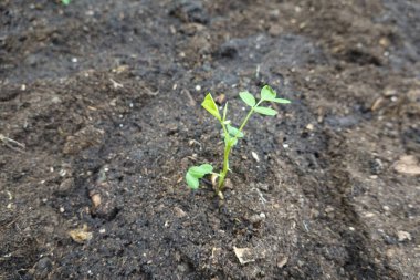 Karanlık ve verimli topraktan çıkan genç bir yerfıstığı bitkisinin yakın çekimi tarımda yeni bir yaşam ve büyüme gösteriyor.