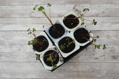 Yeni oka tohumları, tahtadan bir masanın üzerinde, sürdürülebilir bahçıvanlığı destekleyen, küçük geri dönüştürülmüş saksılarda yetişiyor.
