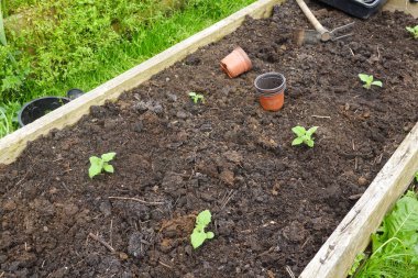 Yükselmiş bir bahçe yatağı içinde, zengin ve karanlık topraklarda büyüyen küçük yat bitkileri ev yetiştirme ve sürdürülebilir tarımın güzelliğini gözler önüne seriyor.