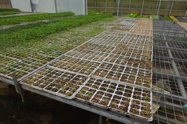 Kontrollü koşullar altında yetişen bir sürü tohum tepsisi bir sera kreşi içinde modern bahçıvanlık tekniklerini gösteriyor.