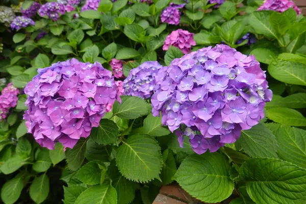 Güzel mor ve menekşe ortancaları bir bahçede çiçek açıyor, renkli doğal bir manzara yaratıyor.