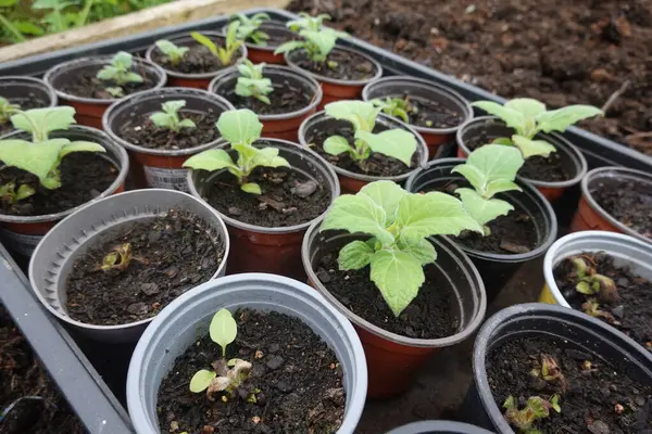 Küçük yat bitkileri daha fazla büyümek ve gelişmek için büyük bir hevesle zengin bahçe toprağına geçişlerini bekliyorlar.