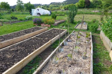 Saman ile samanlanmış ve sebze bahçesinde plastik şişelerle korunan, sürdürülebilir tarımı destekleyen, yükseltilmiş bahçe yatakları.
