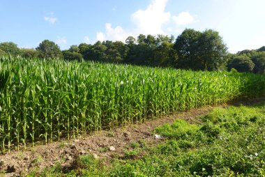 Corn plants growing tall in a rural farm field, showing vibrant agriculture under a clear summer sky