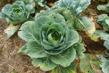 Cabbage plants maturing in an outdoor garden, surrounded by straw mulch, showing organic farming practices