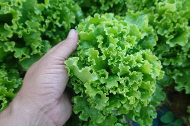 Hand gently touching a vibrant green lettuce, indicating the careful harvesting process in a hydroponic farm