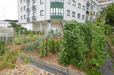 Lush green climbing beans flourish in an urban garden, showcasing sustainable agriculture practices in a city setting, juxtaposed against a modern residential building