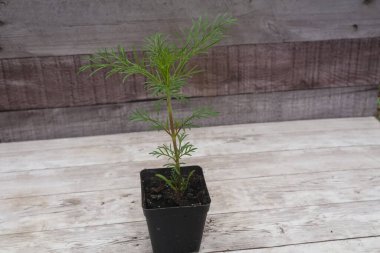Cosmos seedling establishing roots and green foliage in a black pot, symbolizing growth, new beginnings, and gardening