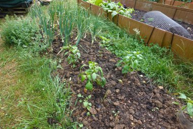 Backyard vegetable garden developing green pepper plants and long onions in rich soil, showing healthy organic growth