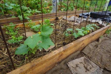 Young cucumber plants thriving on a trellis in a mulched raised garden bed, cultivating fresh organic vegetables