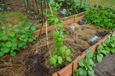 Home garden with young bean plants climbing up stakes, nasturtiums, and mulching straw in a raised bed